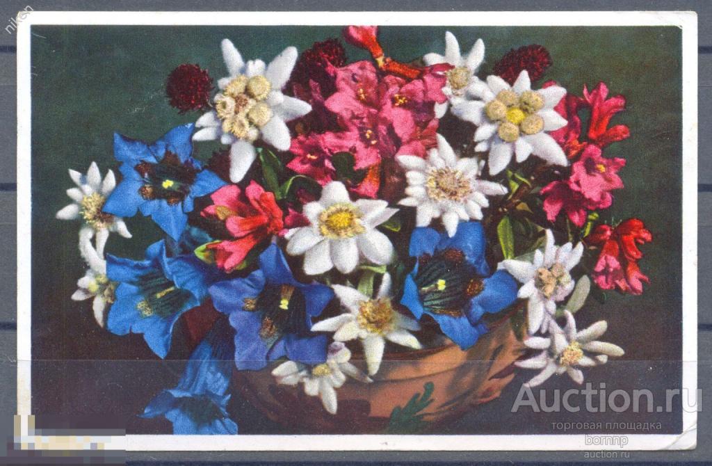 ШВЕЙЦАРИЯ 1962  ЦВЕТЫ БУКЕТ ЭДЕЛЬВЕЙСЫ АЛЬПИЙСКИЕ 71-28