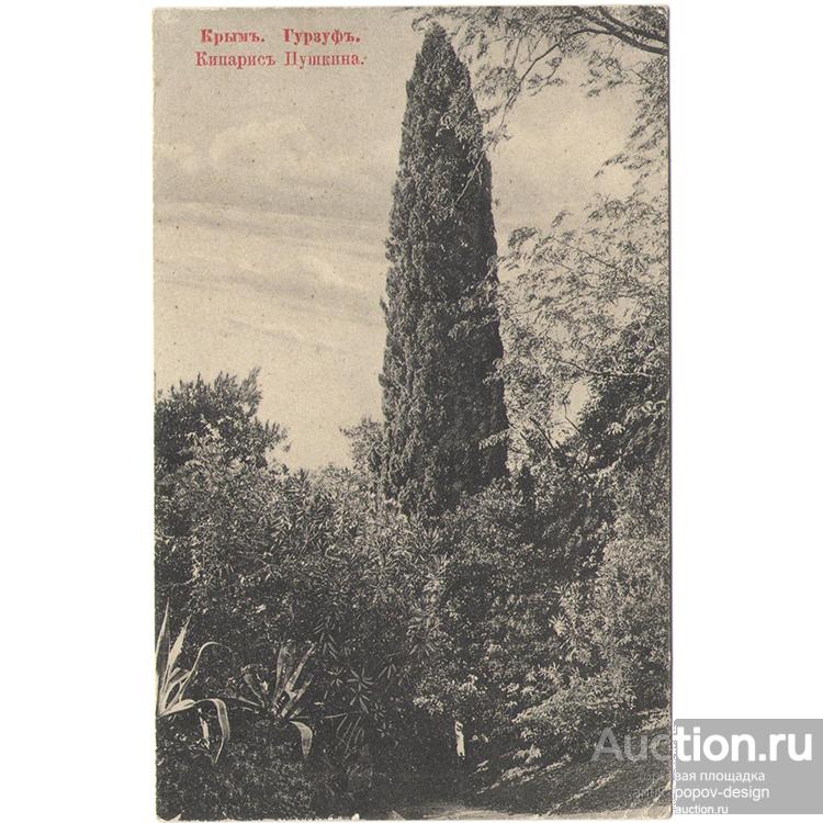 Почтовая карточка КРЫМ. ГУРЗУФ. КИПАРИС ПУШКИНА. до 1917 г.