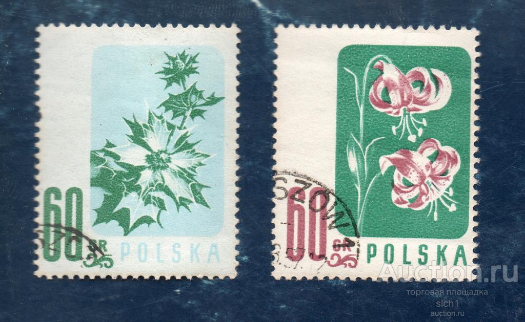 Польша 1957  флора  цветы  ГАШЁН