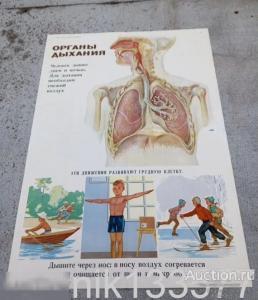 Плакат СССР "Органы дыхания"1965 год