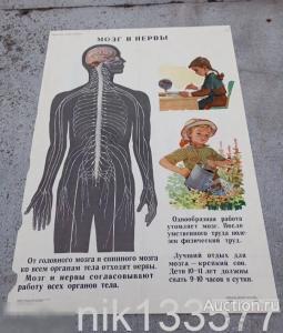 Плакат СССР "Мозг и нервы" 1965 год