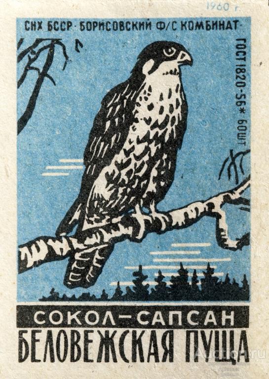 Спичечные этикетки СССР 1960 Борисовский комбинат. Серия: Беловежская пуща. Сокол - сапсан