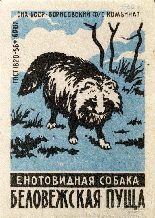 Спичечные этикетки СССР 1960 Борисовский комбинат. Серия: Беловежская пуща. Енотовидная собака