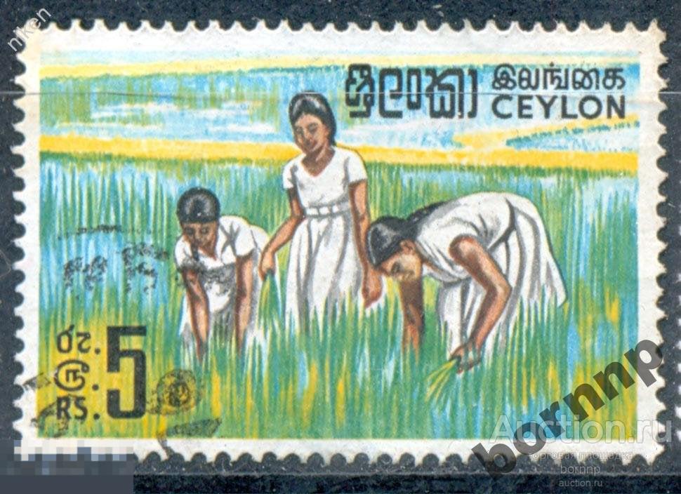 ЦЕЙЛОН 1969  ШРИ ЛАНКА.ЖЕНЩИНЫ СБОР РИСА