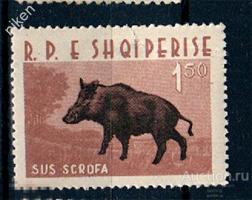 АЛБАНИЯ 1962 ФАУНА ЛЕСНЫЕ ЗВЕРИ ОХОТА КАБАН 32-5-188