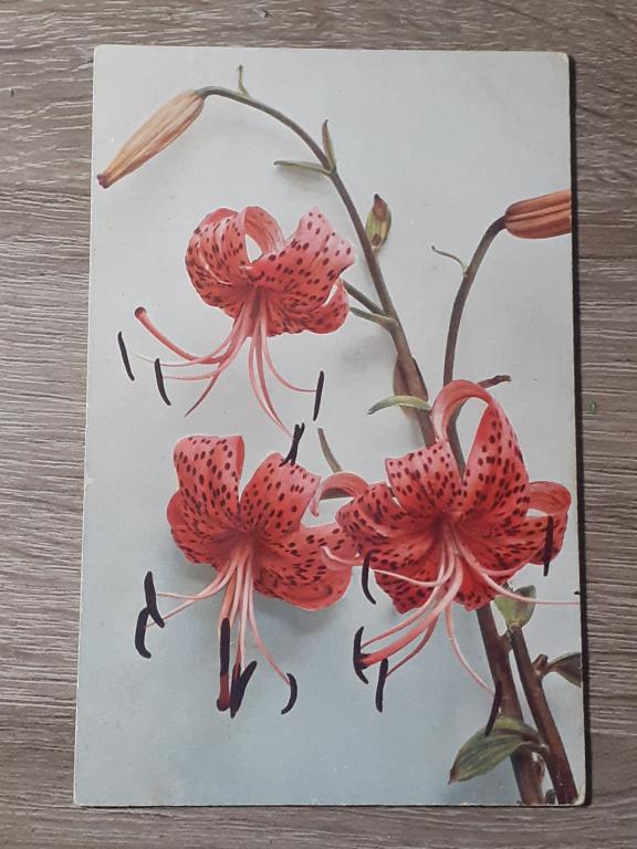 Открытка Лилия тигровая цветы Флора.  чистая ОРИГИНАЛ