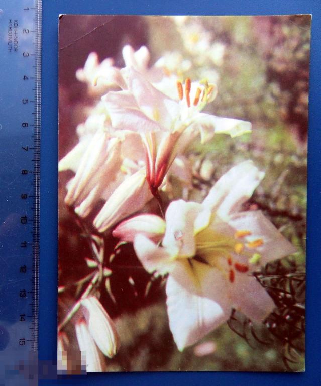 Томилин ЛИЛИИ 1968 ДМПК -- Щ15 -- чистая ЦВЕТЫ