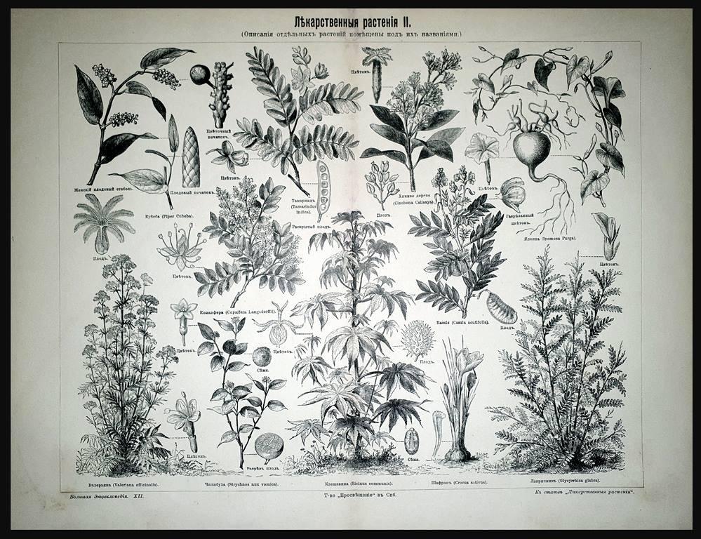 литография гравюра Лекарственные растения II на Русском изд.СПБ 1902 ориг.