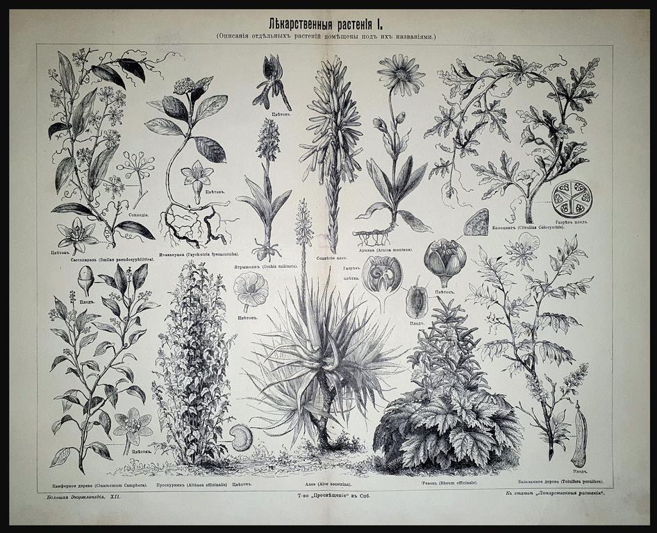 литография гравюра Лекарственные растения I на Русском изд.СПБ 1902 ориг.