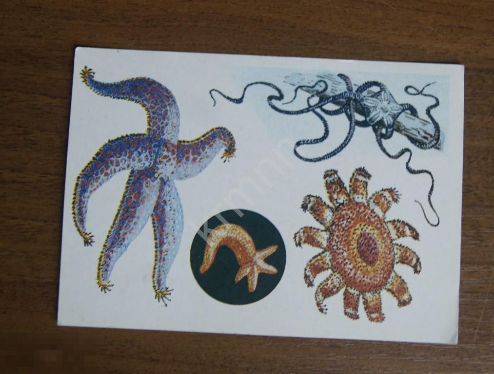 Открытка. Море. Морские звезды. К327