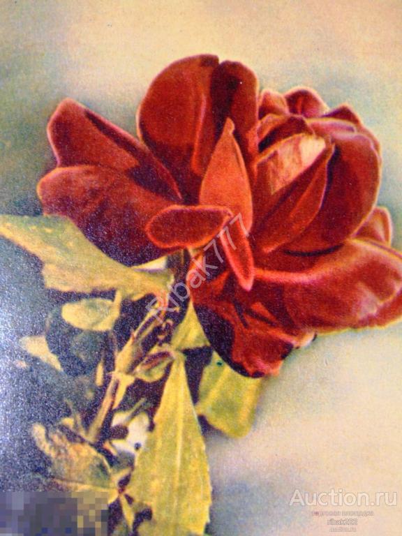 Почтовая карточка "Крымская роза" 1960 год. Чистая!