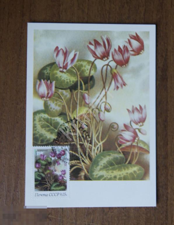 Картмаксимум. Цикламен изящный К606