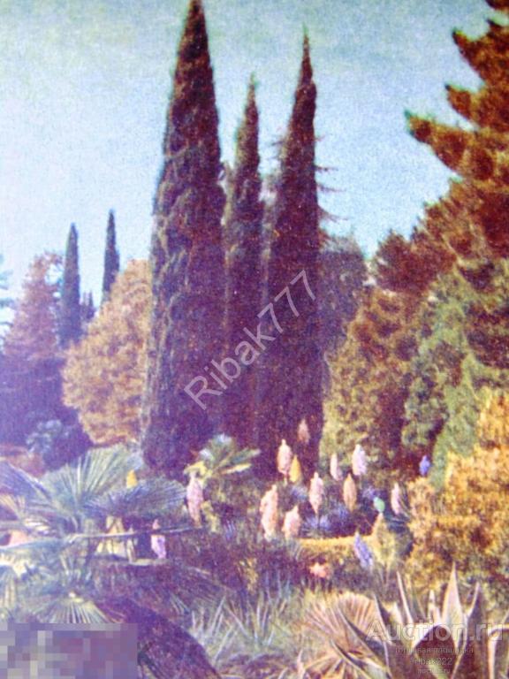 Почтовая карточка  " Сочи. Дендрарий " 1955 год