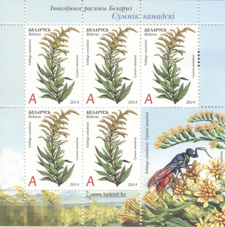 Блок марок Беларусь -  «Золотарник канадский» 2014