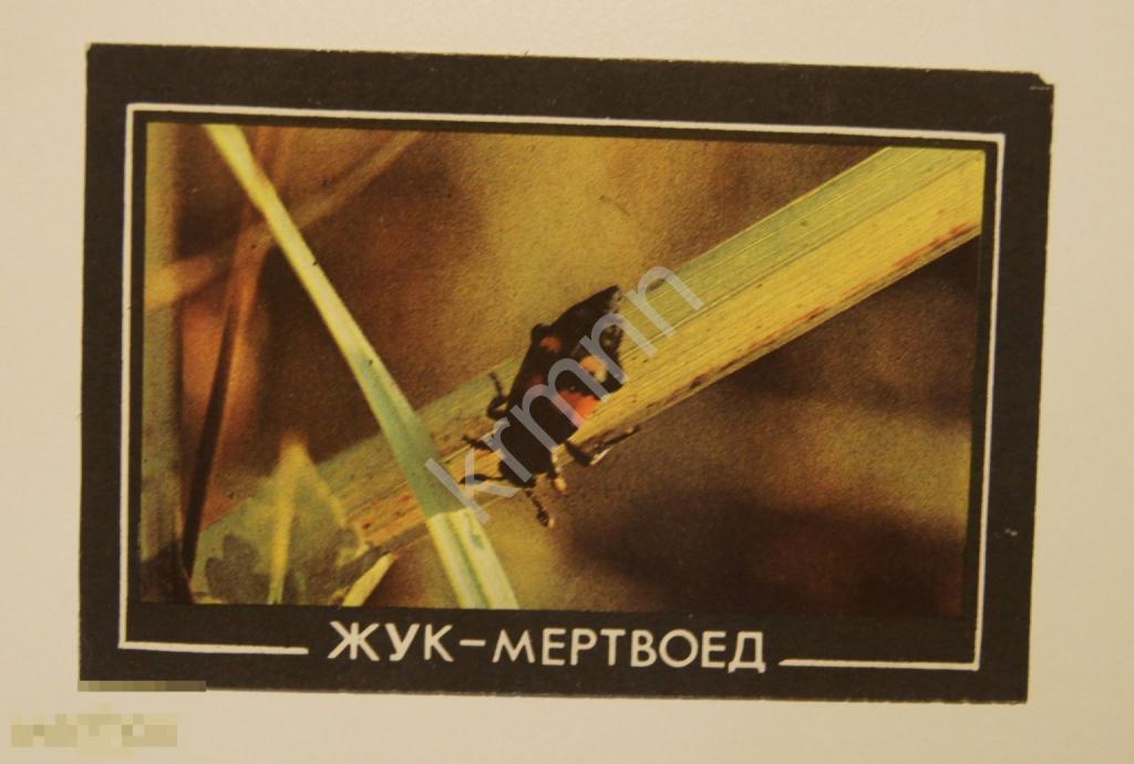 Календарик карманный Жук-Мертвоед 1994 г.  ПК20/2