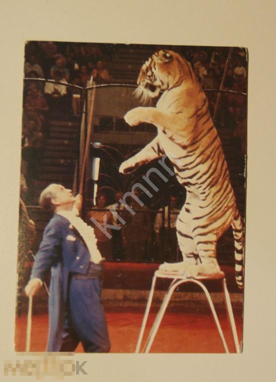 Календарик карманный Цирк Тигр 1981 г.  ПК20/2