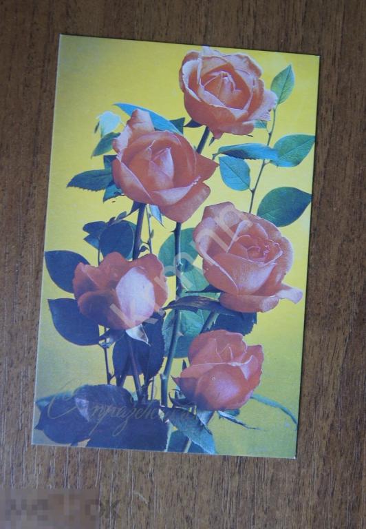 Открытка. Цветы Розы Костенко 4 чистая К495