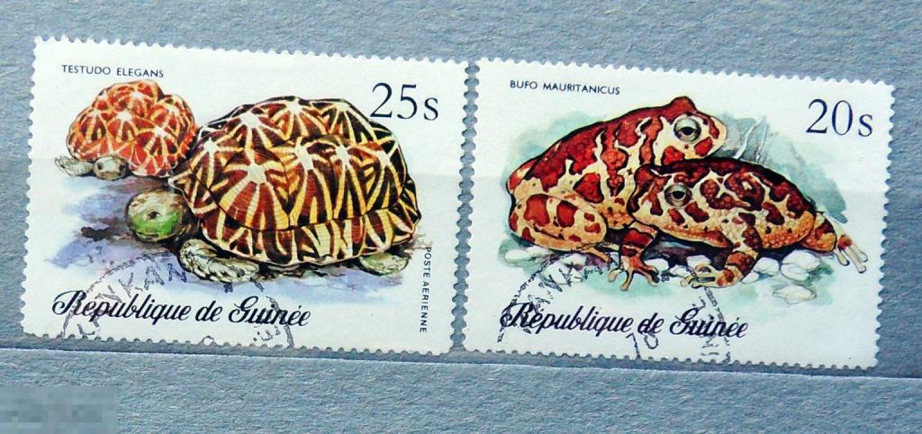 Гвинея лягушки черепахи  фауна гашен 1а18с марки