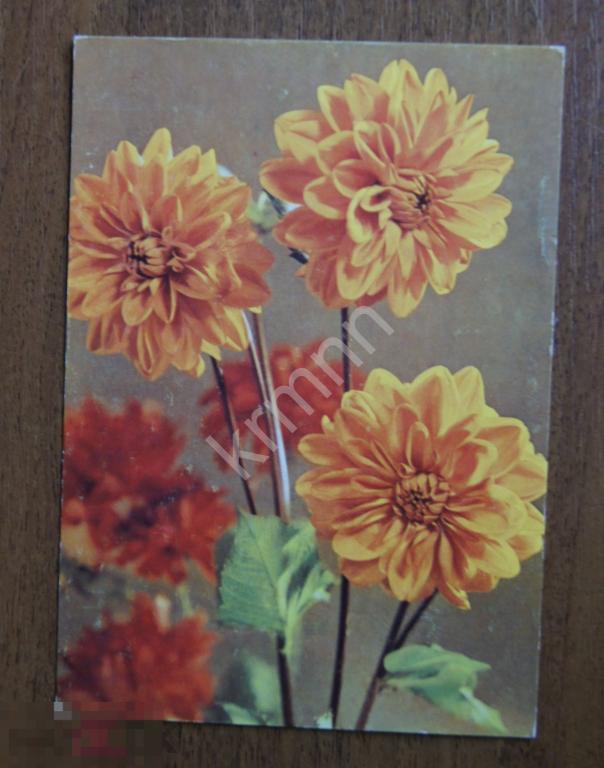 Открытка. Цветы Германия чистая К547