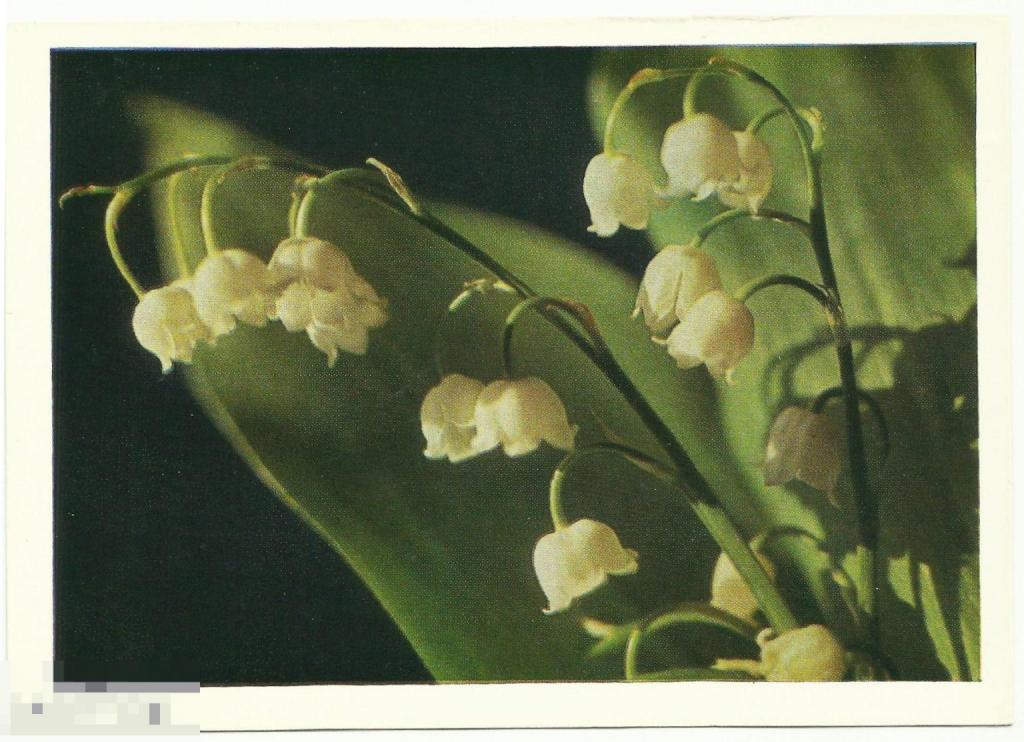 Открытка Ландыши Цветы 1974 г. (К-2)