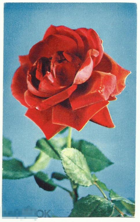 Открытка Красная роза Цветы 1969 г. К-2