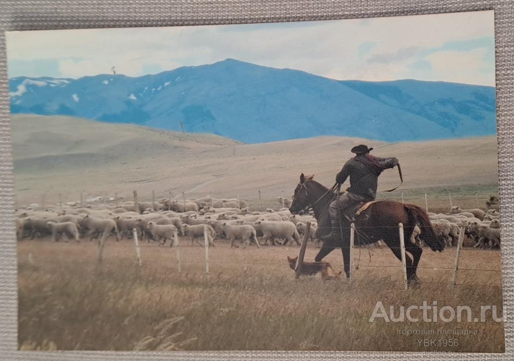 Цветная фотография 15х10 см. Природа- горы, всадник, овцы, собака. 2015 год