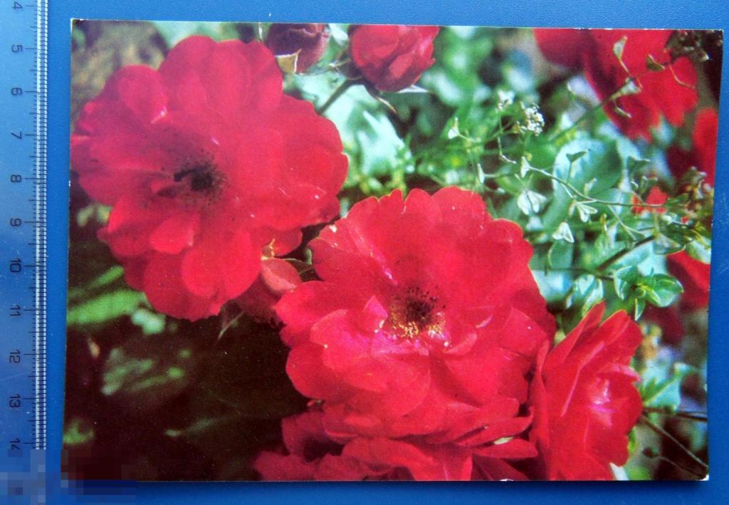 Максимова РОЗЫ 1973 ДМПК-- Щ15 -- чистая ЦВЕТЫ