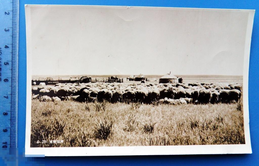 Китай? Манджурия? СТАДО ОВЕЦ отара ПАСТБИЩЕ ***** юрта