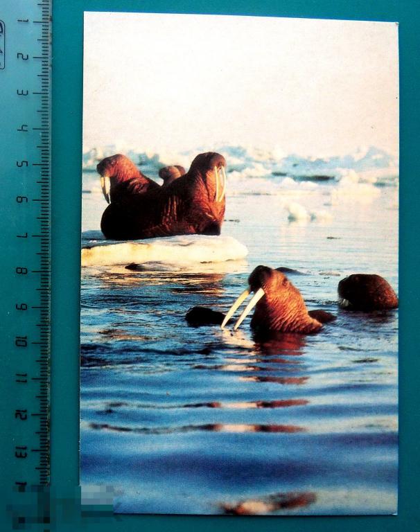 МОРЖИ 1985 Планета ---  Е19 (Пл.)  --- чистая животный мир