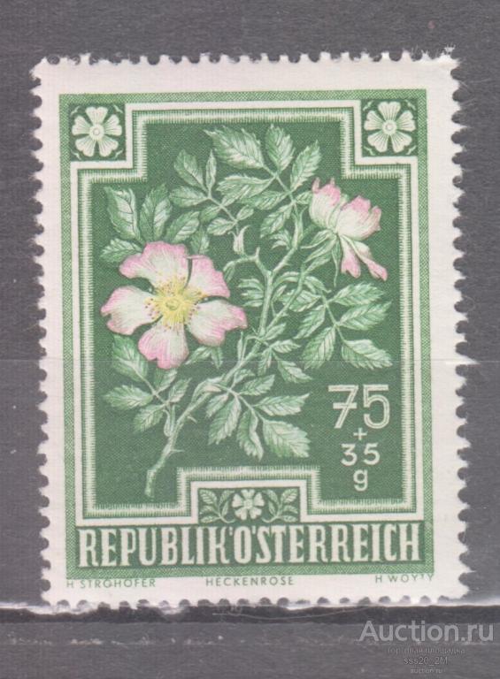 Австрия 1948 роза собачья Mi874 MNH