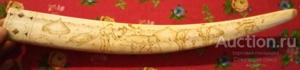 Бивень Моржа(с рисунками)48см.