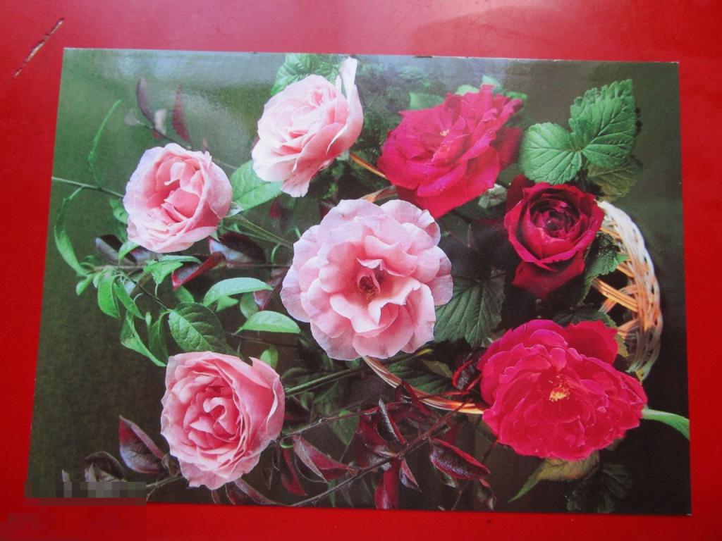 Почтовые карточки РФ / России с литерой B: Цветы, Фото П. Костенко, Марка, 1997