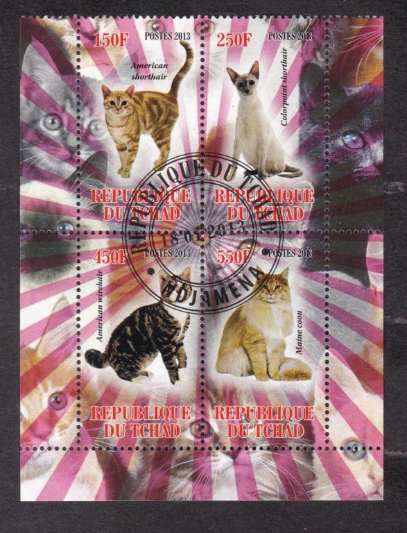 Чад 2013 Фауна Кошки (3615)