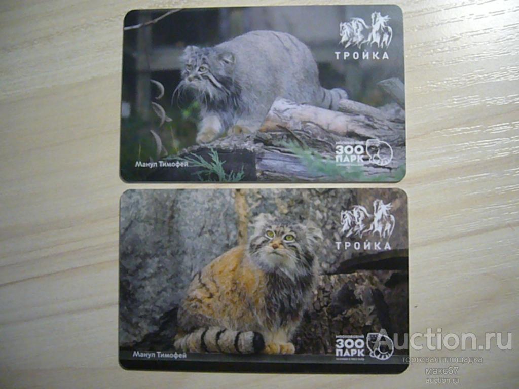Две транспортных карты-тройки  "Манул Тимофей". 2025 г. Беззалоговые.