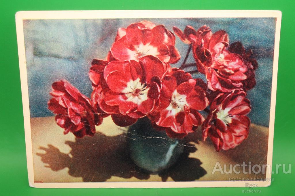 открытка Игнатович Махровые тюльпаны 1962 г. Цветы