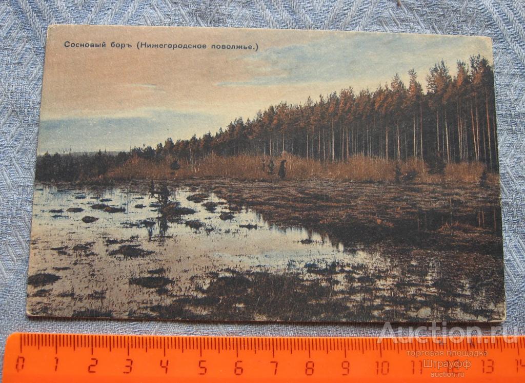 Открытка. Сосновый бор (Нижегородское поволжье). Стерта подписка.