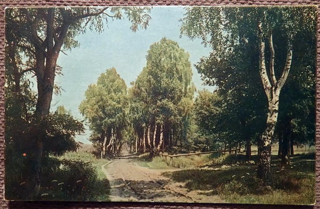 Антикварная открытка. Сельская дорога. Березы. Пейзаж
