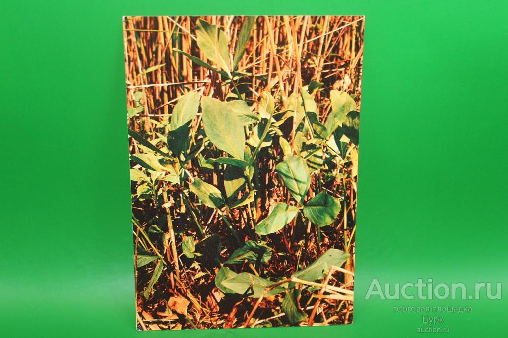 открытка фото Назарова Вахта трехлистная Зеленая аптека 1984 г.