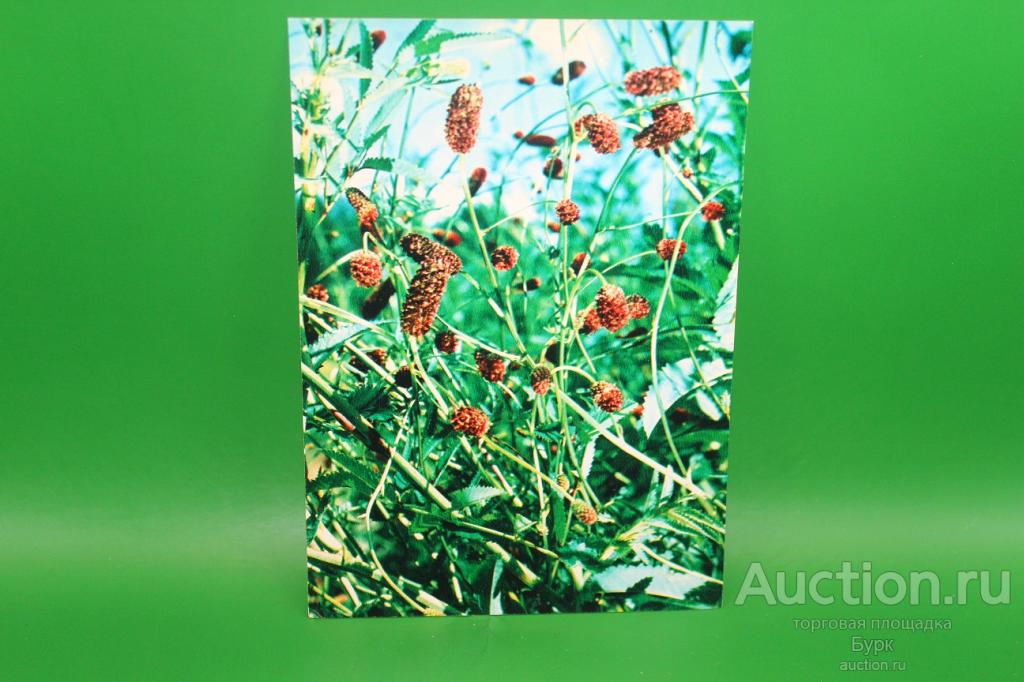 открытка фото Назарова Кровохлебка лекарственная Зеленая аптека 1984 г.