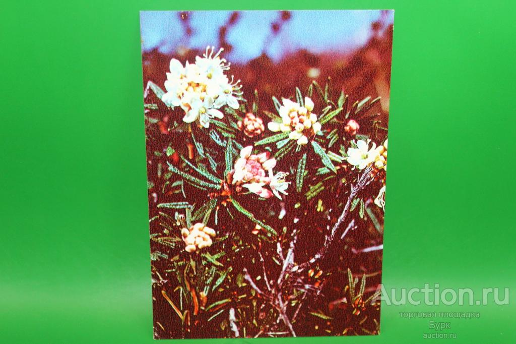 открытка  фото Назарова Багульник болотный Зеленая аптека 1984 г.