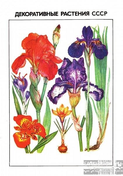 Книга Декоративные растения СССР / Б.Н. Головкин и др., 1986 г.