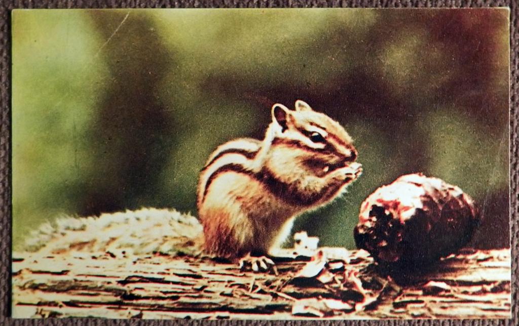 Открытка. Бурундук. Московский зоопарк. 1969 год