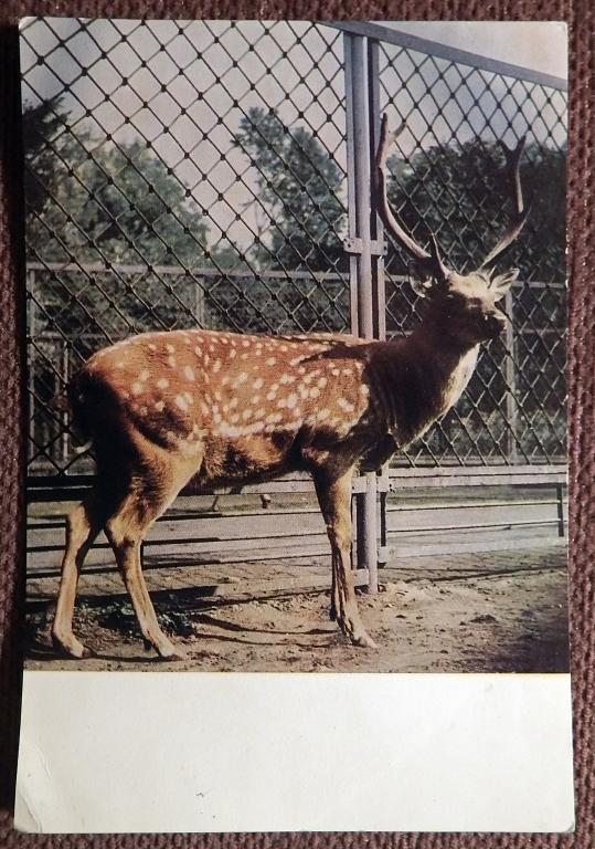 Открытка. Пятнистый олень. 1968 год