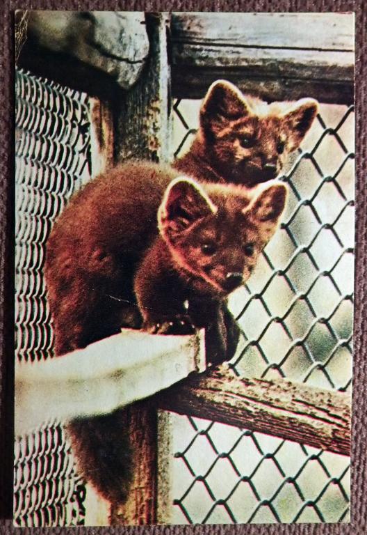 Открытка. Соболь. Московский зоопарк. 1969 год