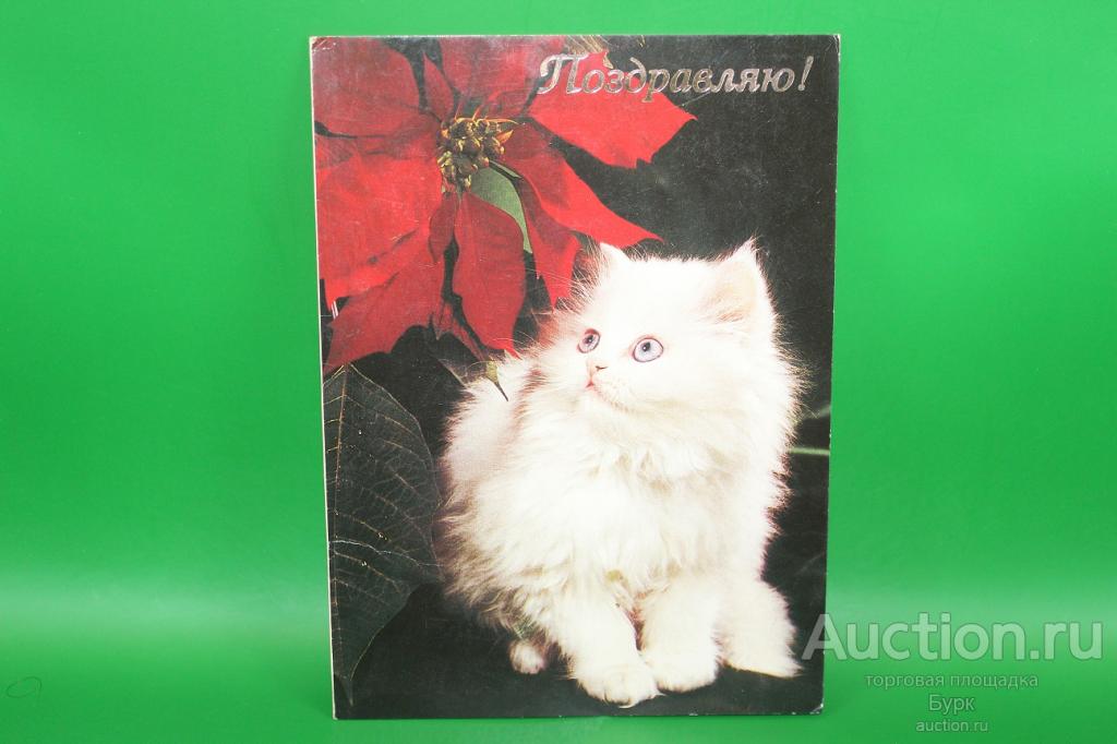 открытка Поздравляю! "Я и МИР Поздравлений" котенок двойная