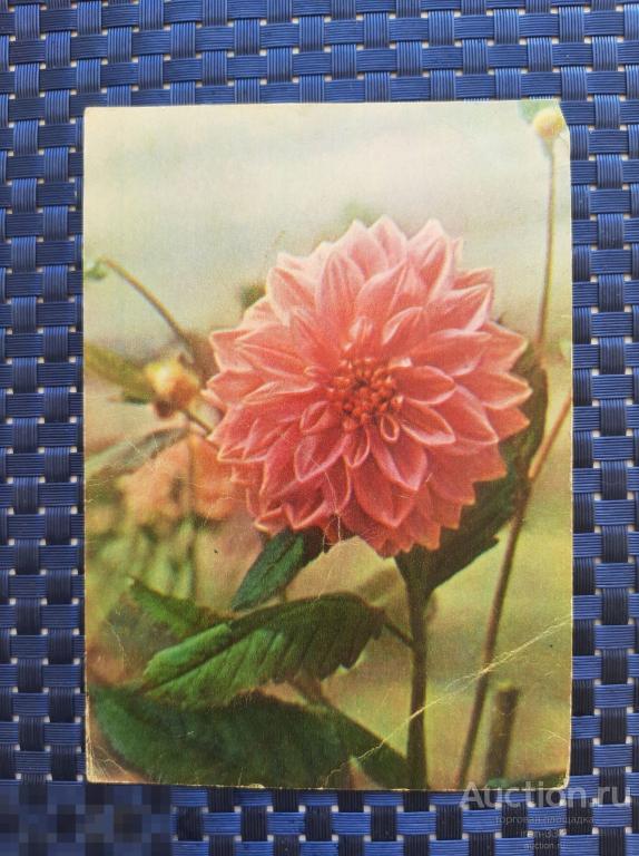 Открытка "ГЕОРГИН" 1959 год (подписана)   2402