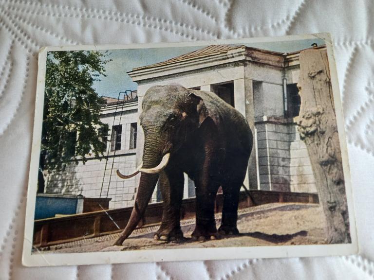 ОТКРЫТКА. МОСКОВСКИЙ ЗООПАРК.СЛОН "ШАНГО".1948.