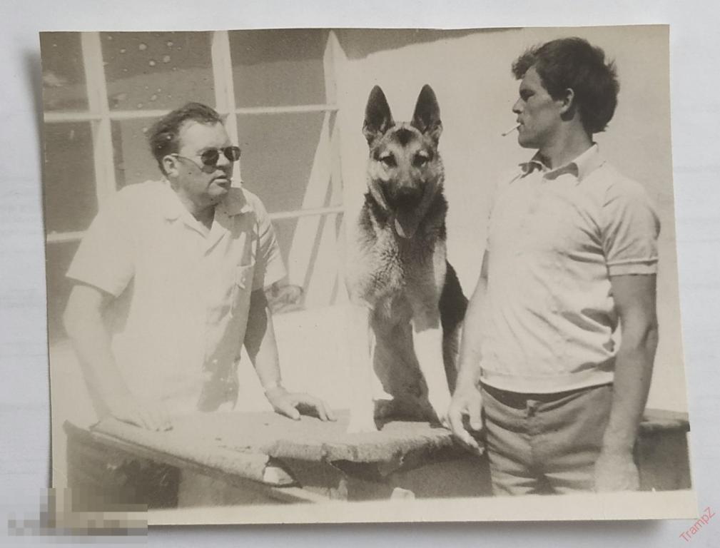 Фотография мужчина с сигаретой, курящие, собака овчарка #143*