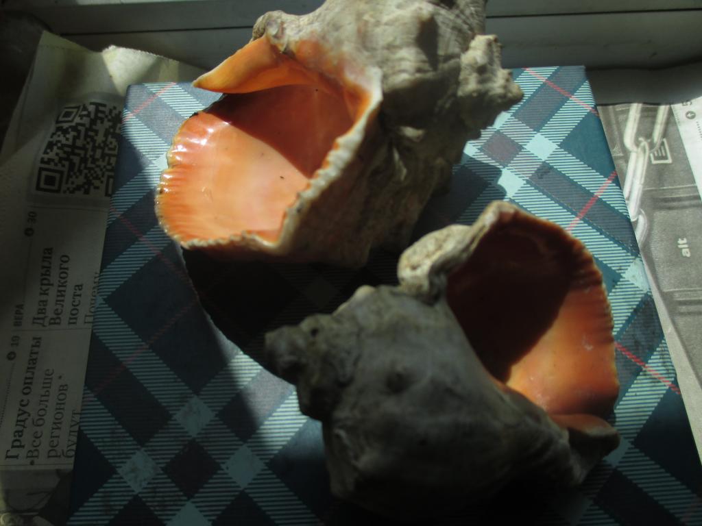 Ракушки.Раковины.