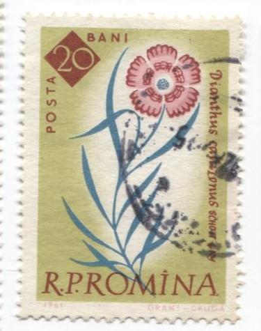 1961 Румыния. 100 лет ботаническому саду в Бухаресте Цветок 1м гаш